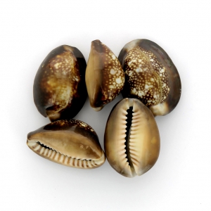 Surtido de conchas sin agujero Cauri Tigre Natural x 5