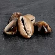 Surtido de conchas sin agujero Cauri Tigre Natural x 5