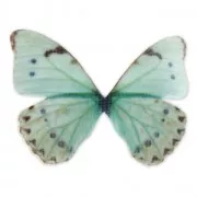 Mariposa sin agujero 50x35 mm Azul Y Verde x1