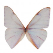 Mariposa sin agujero 50x40 mm Blanco Y Naranja x1|raw }}