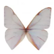 Mariposa sin agujero 50x40 mm Blanco Y Naranja x1