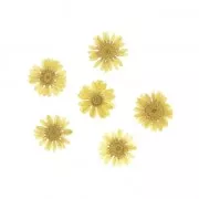 Surtido de 12 flores de Crisantemos Amarillo secas y prensadas para creaciones DIY