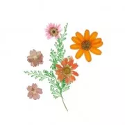 Surtido de flores secas y prensadas para tus creaciones DIY - Popurrí Naranja