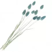 Flores de Phalaris Azul secas para tus creaciones DIY x10 varillas