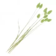 Flores de Phalaris Verde secas para tus creaciones DIY x10 varillas