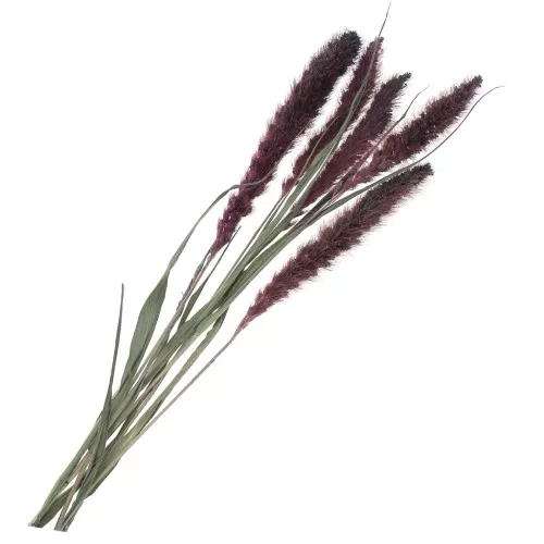 Flores de Sétaire Lavande secas para tus creaciones DIY x5 varillas