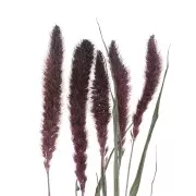 Flores de Sétaire Lavande secas para tus creaciones DIY x5 varillas