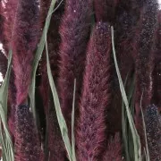 Flores de Sétaire Lavande secas para tus creaciones DIY x5 varillas