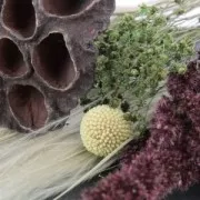 Flores de Sétaire Lavande secas para tus creaciones DIY x5 varillas