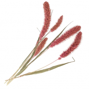 Flores de Sétaire Rosa secas para tus creaciones DIY x5 varillas