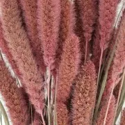 Flores de Sétaire Rosa secas para tus creaciones DIY x5 varillas