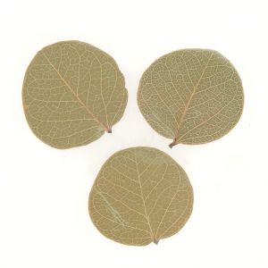 Hojas secas para tus creaciones DIY x5 gr