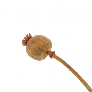 Flor de Adormidera Naranja seca para tus creaciones DIY x1 varilla