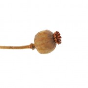 Flor de Adormidera Naranja seca para tus creaciones DIY x1 varilla