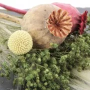 Flor de Adormidera Naranja seca para tus creaciones DIY x1 varilla