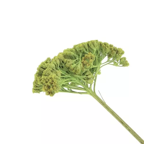 Flor de Achillée Parker Verde color clara seca para tus creaciones DIY x1 varilla