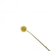 Flor de Craspedia Amarillo seca para tus creaciones DIY x1 varilla