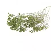 Flor de Retama/Gypsophile seca para tus creaciones DIY x1 varilla