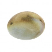 Entrepieza 2 agujeros Ojo de Shiva 16x14 mm Natural x 1