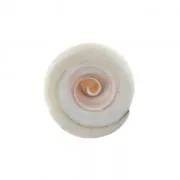 Cuenta concha 15 x 8 mm para hacer joyas de fantasía x1