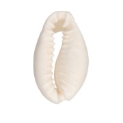 Concha de cauri - 15 a 19 mm - Natural x 1