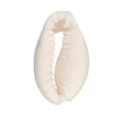 Concha de cauri - 15 a 19 mm - Natural x 1