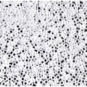 Rocalla Miyuki 15/0 420 - Opaque White Pearl Ceylon