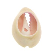 Concha Cauri degradado rosa/azul para hacer joyas DIY - entre 20 y 26mm x1