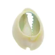 Concha Cauri degradado azul/amarillo para hacer joyas DIY - entre 20 y 26mm x1