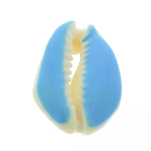 Concha Cauri con resina epoxi Azul para hacer joyas entre 20 y 25 mm x1