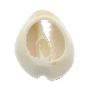 Concha Cauri con resina epoxi óxido para hacer joyas entre 20 y 25mm x1