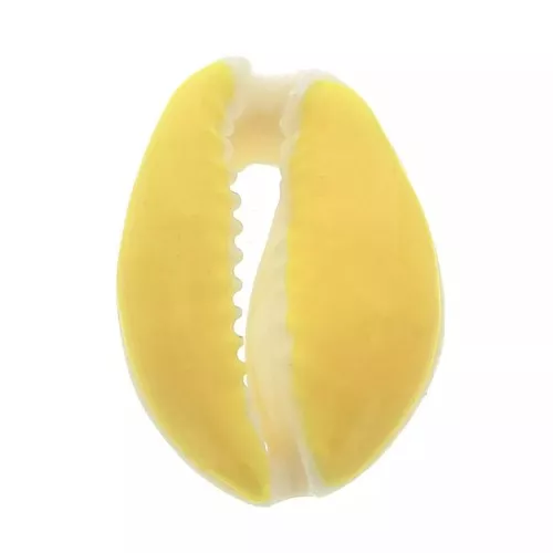 Concha Cauri con resina epoxi Amarillo para hacer joyas entre 20 y 25mm x1