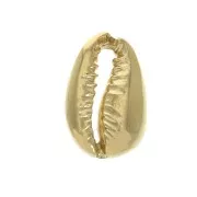 Entrepieza concha Cauri 14x9 mm - Chapado de Oro 3 micras x1