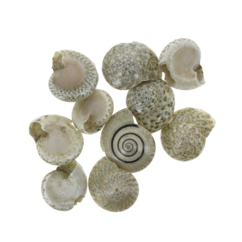 Surtido de mini conchas 10 mm marrón natural para hacer joyas x10