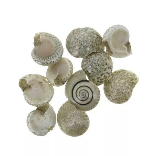 Surtido de mini conchas 10 mm marrón natural para hacer joyas x10