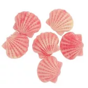 Perla de concha de resina 10x12 mm - Granadina x1