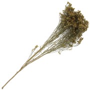 Gypsophile Amarillo seca para tus creaciones DIY x1 varilla|raw }}