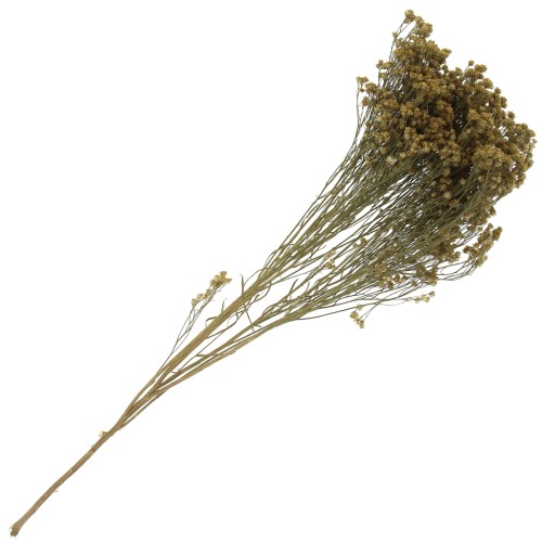 Gypsophile Amarillo seca para tus creaciones DIY x1 varilla