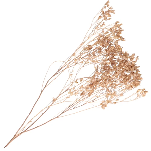 Gypsophile Amarillo seca para tus creaciones DIY x1 varilla