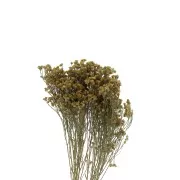 Gypsophile Amarillo seca para tus creaciones DIY x1 varilla