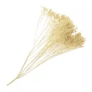 Gypsophile Blanchi seca para tus creaciones DIY x1 varilla