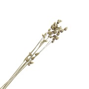 Briza Maximaseca para tus creaciones DIY x5 varillas|raw }}