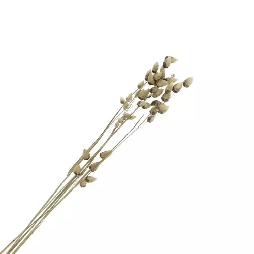 Briza Maximaseca para tus creaciones DIY x5 varillas