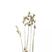 Briza Maximaseca para tus creaciones DIY x5 varillas