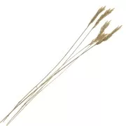 Trigo seco para tus creaciones DIY  x5 varillas