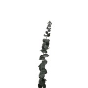 Eucalyptus Baby Blue Verde - Flores secas para tus creaciones DIY x1 varilla