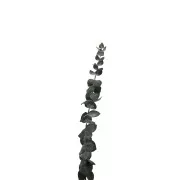 Eucalyptus Baby Blue Verde - Flores secas para tus creaciones DIY x1 varilla