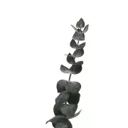 Eucalyptus Baby Blue Verde - Flores secas para tus creaciones DIY x1 varilla