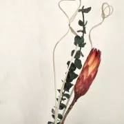 Eucalyptus Baby Blue Verde - Flores secas para tus creaciones DIY x1 varilla