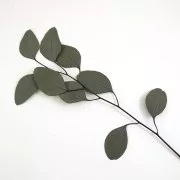 Eucalyptus Populus Verde - flor seca para tus creaciones DIY x1 tige